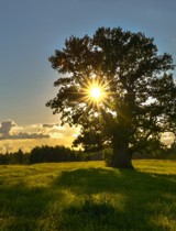 Výsadba Ľaliovník tulipánokvetý 80 cm (Liriodendron tulipifera)